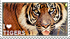 i love tigers with a tiger in the bg